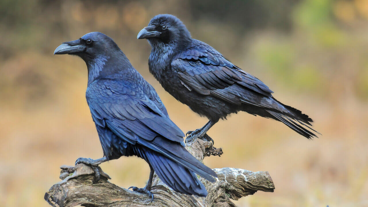 6 Mind-Blowing Ways Animals Outsmart Their Predators - Impressive Nature