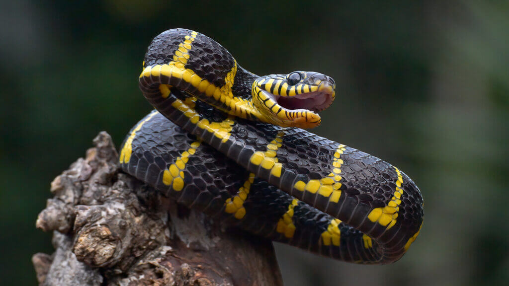Meet the World’s Most Agile Tree Snakes - Impressive Nature