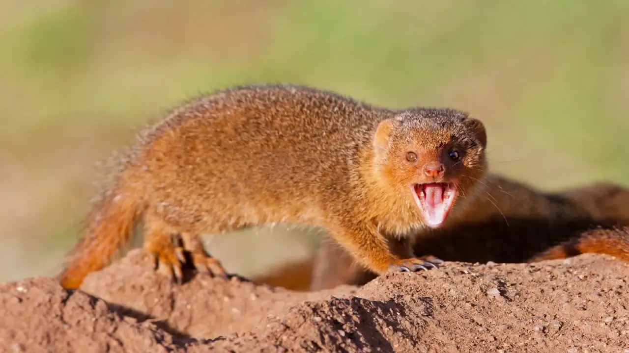 The Mongoose Invasion: Hawaii’s Biggest Mistake! - Impressive Nature