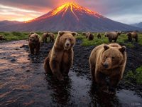 Kamchatka's Grizzly Enigma: Earth's Largest Gathering of Bears in a Land of Volcanic Fury