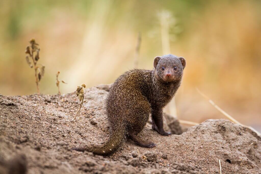 The Mongoose Invasion Hawaii s Biggest Mistake Impressive Nature the-mongoose-invasion-hawaii-s-biggest-mistake-impressive-nature