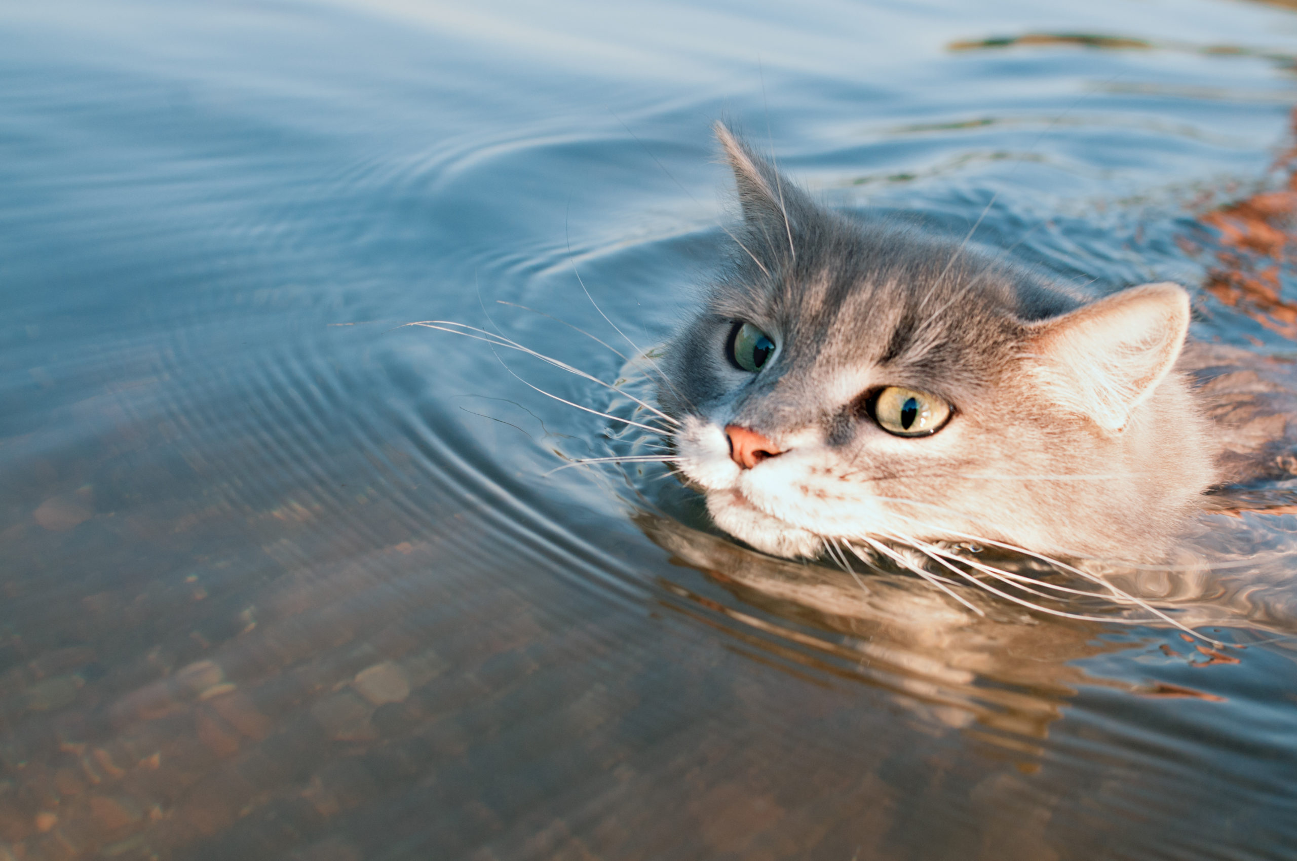 turkish cat swimming