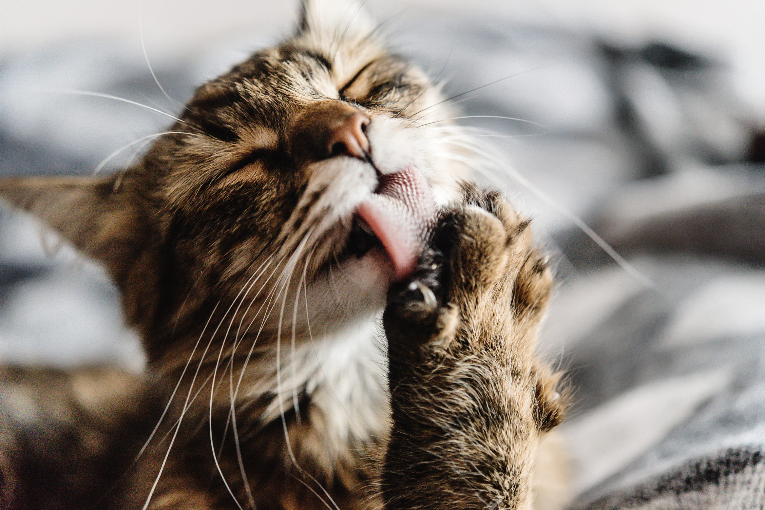 cat grooming herself