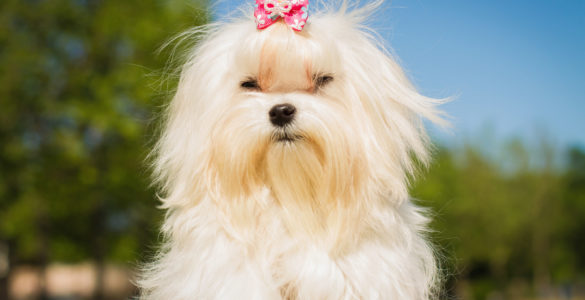 maltese dog