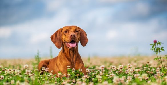 Vizslas