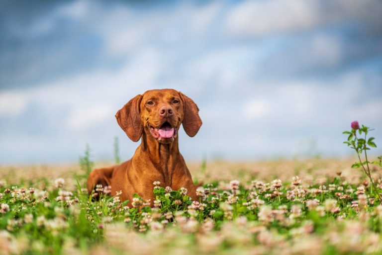 Vizslas