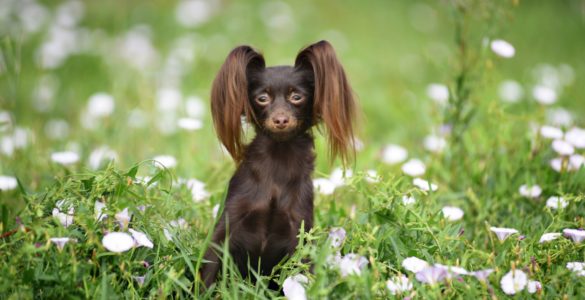 Russian Toy Terrier