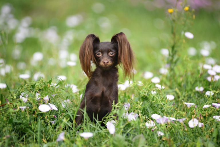 Russian Toy Terrier