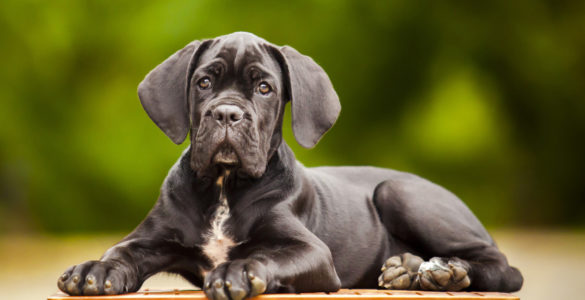 cane corso