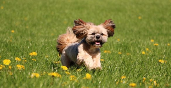Tibetan terrier
