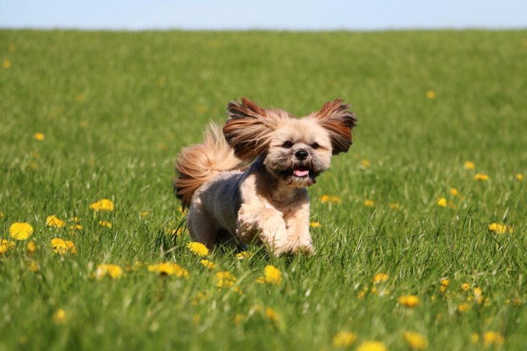 Tibetan terrier