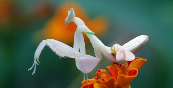 praying mantis