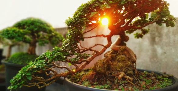 bonsai