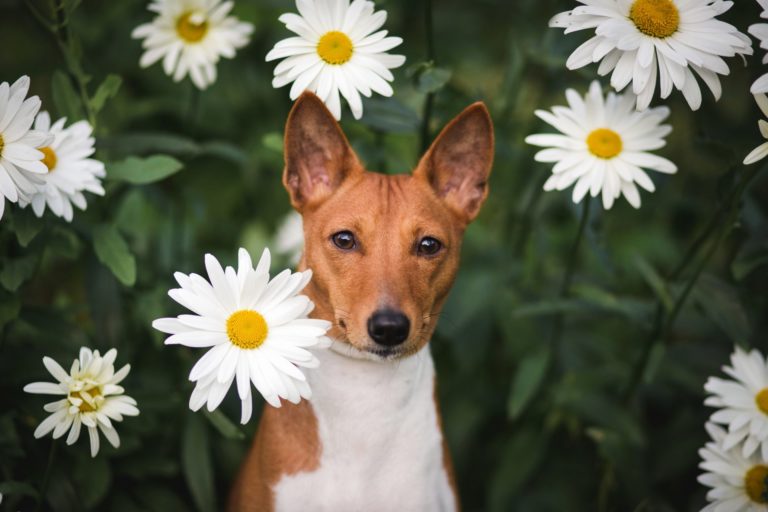 basenji