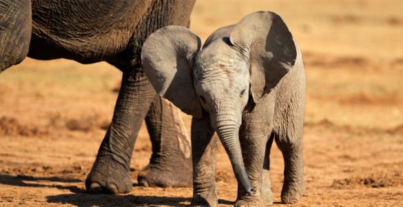 baby elephant