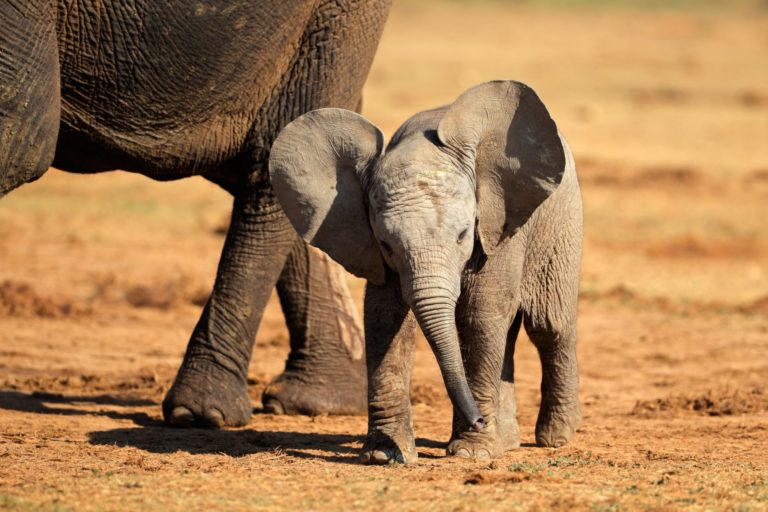 baby elephant