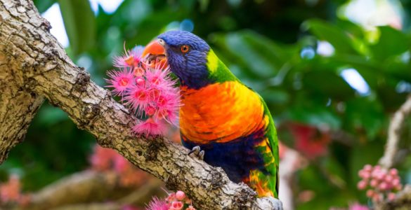 colorful animals