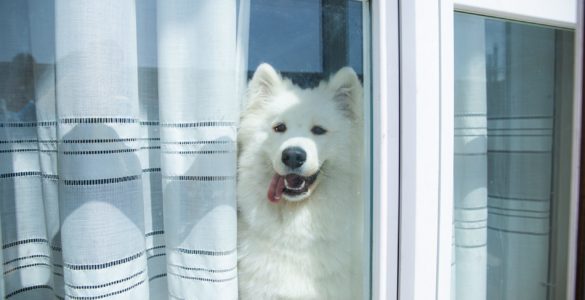 dog