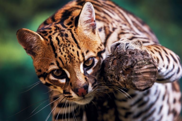 ocelot