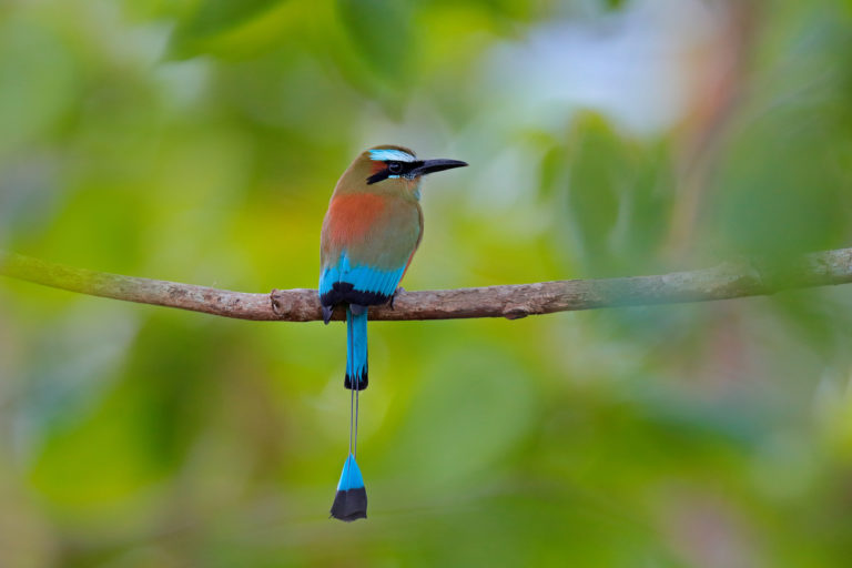 birding birds