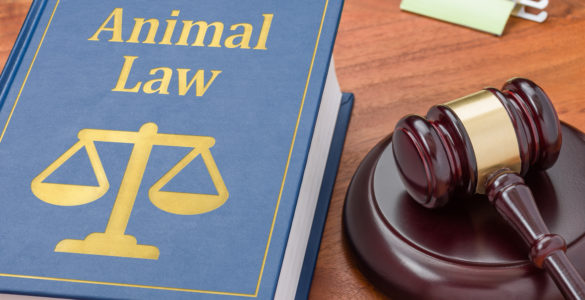 animal laws