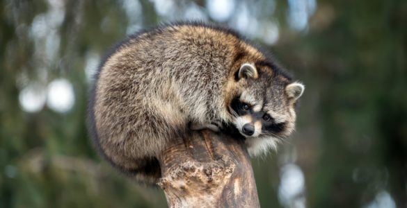 raccoon