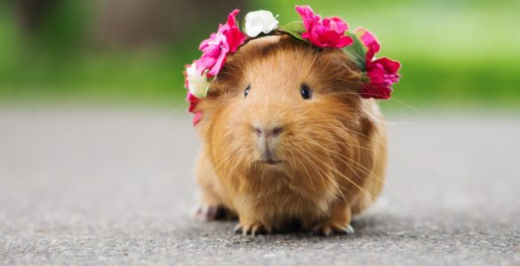 cute guinea pig