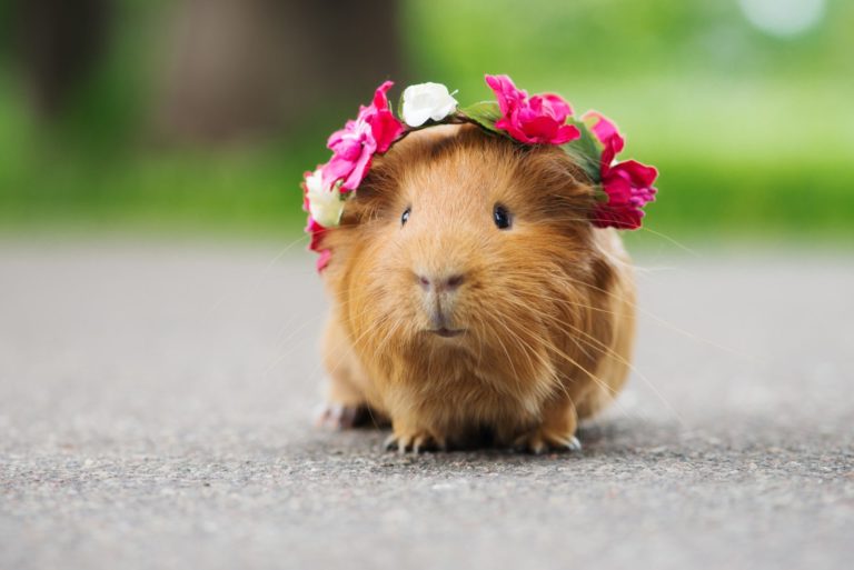 cute guinea pig