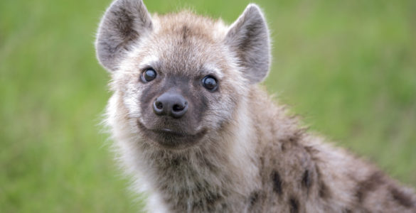 funny hyena