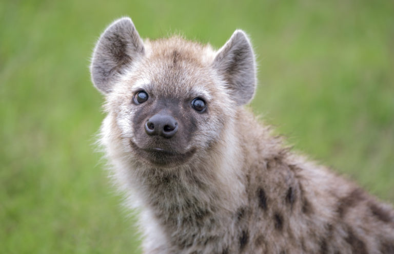 funny hyena