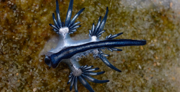 Blue Dragon