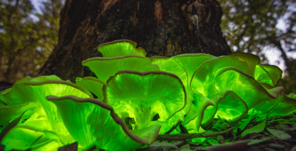 bioluminescence