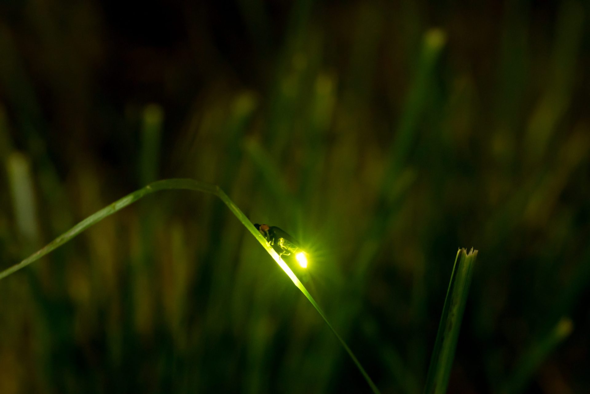 fireflies