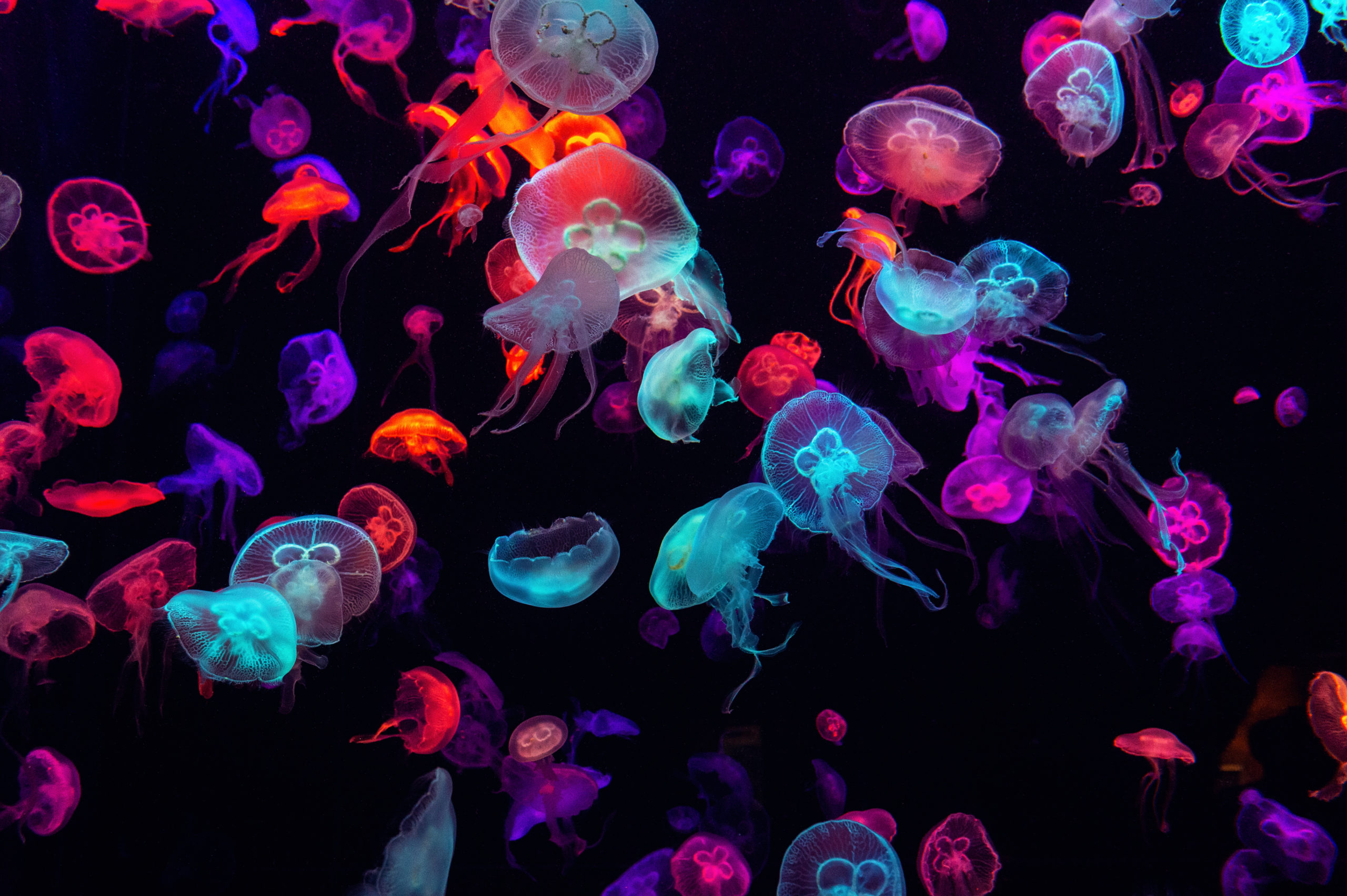 Glowing review: Exploring the beauty of bioluminescence