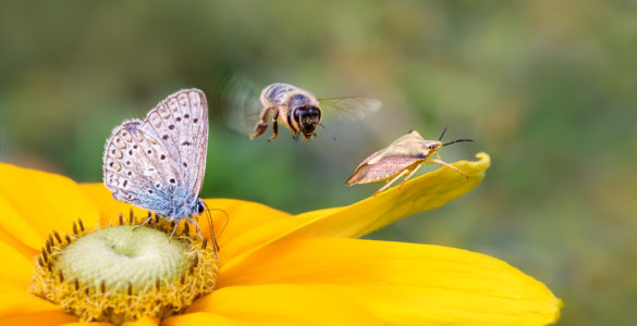insect