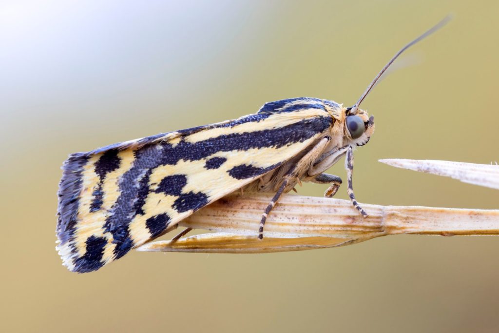 Nt Insects How Bees, Butterflies, and Other Insects Help Our Ecosystem - MyStart