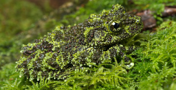 camouflage