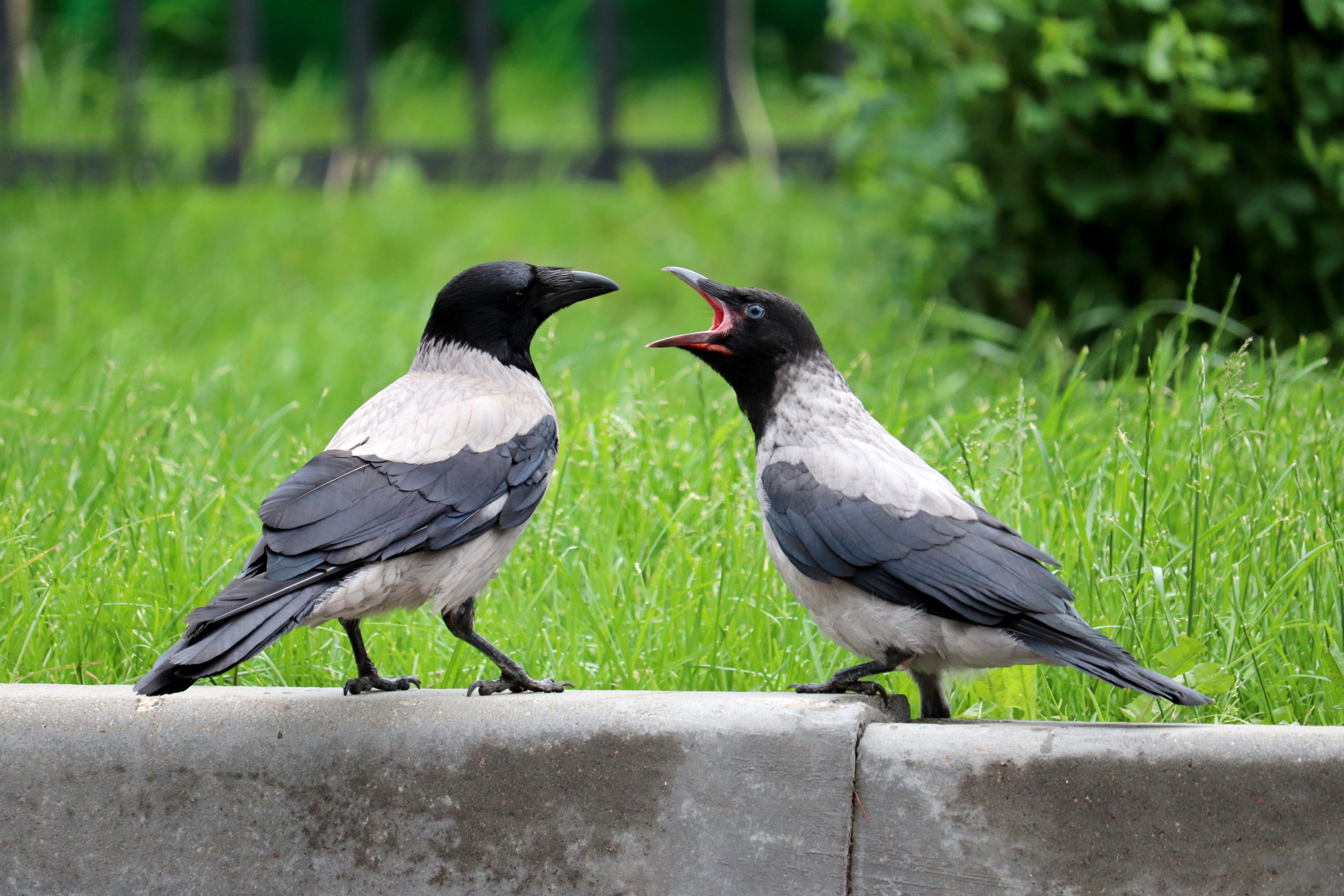 crows