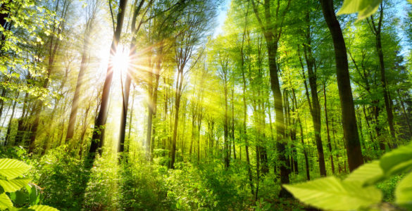 forest