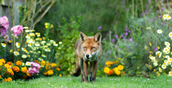 urban wildlife
