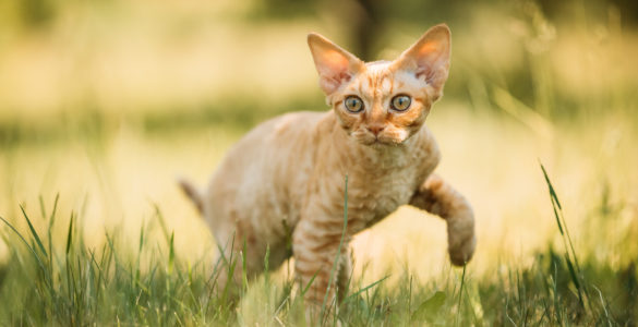 devon rex