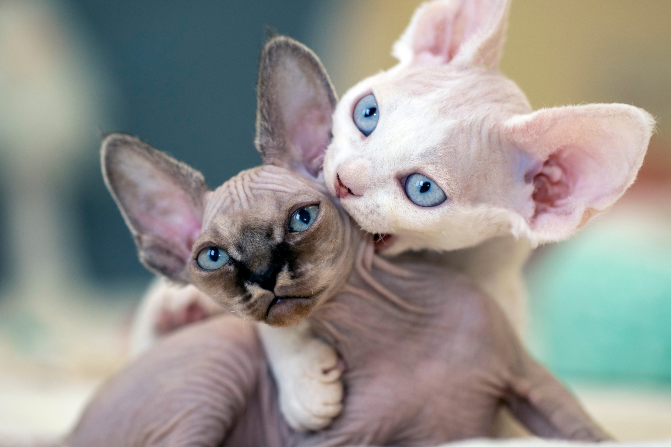 Devon rex hot sale cute