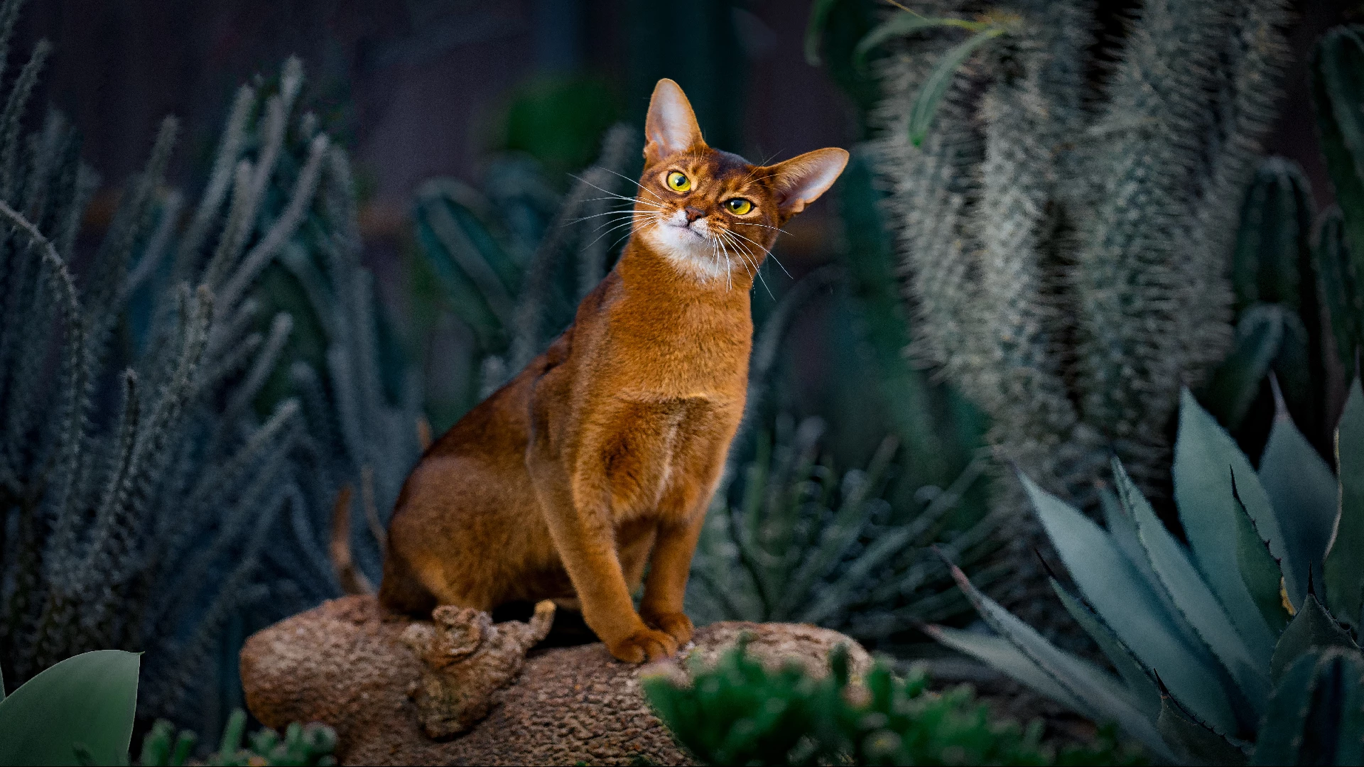 the Abyssinian cat