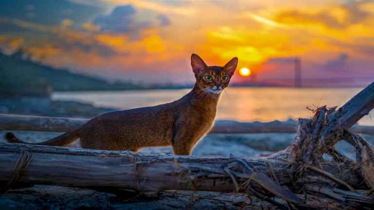 the Abyssinian cat