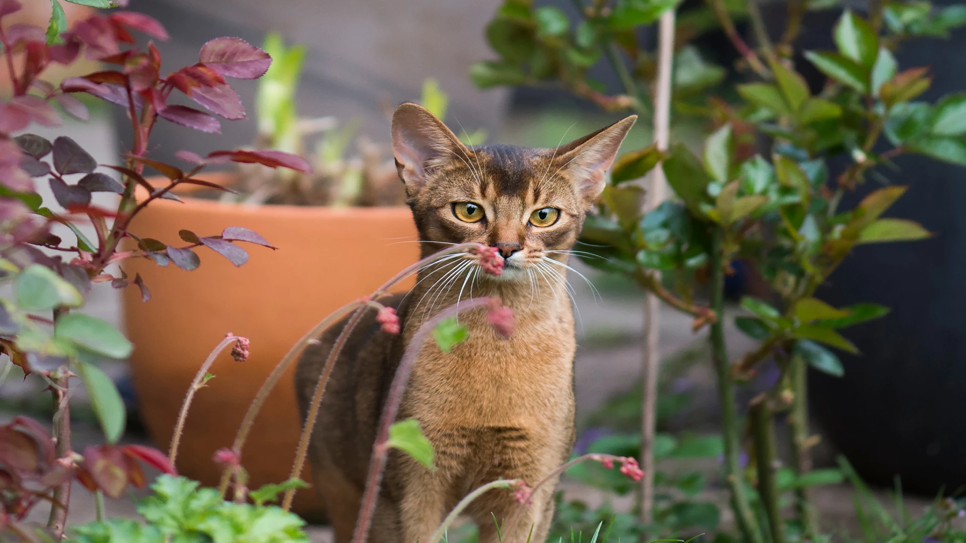 the Abyssinian cat