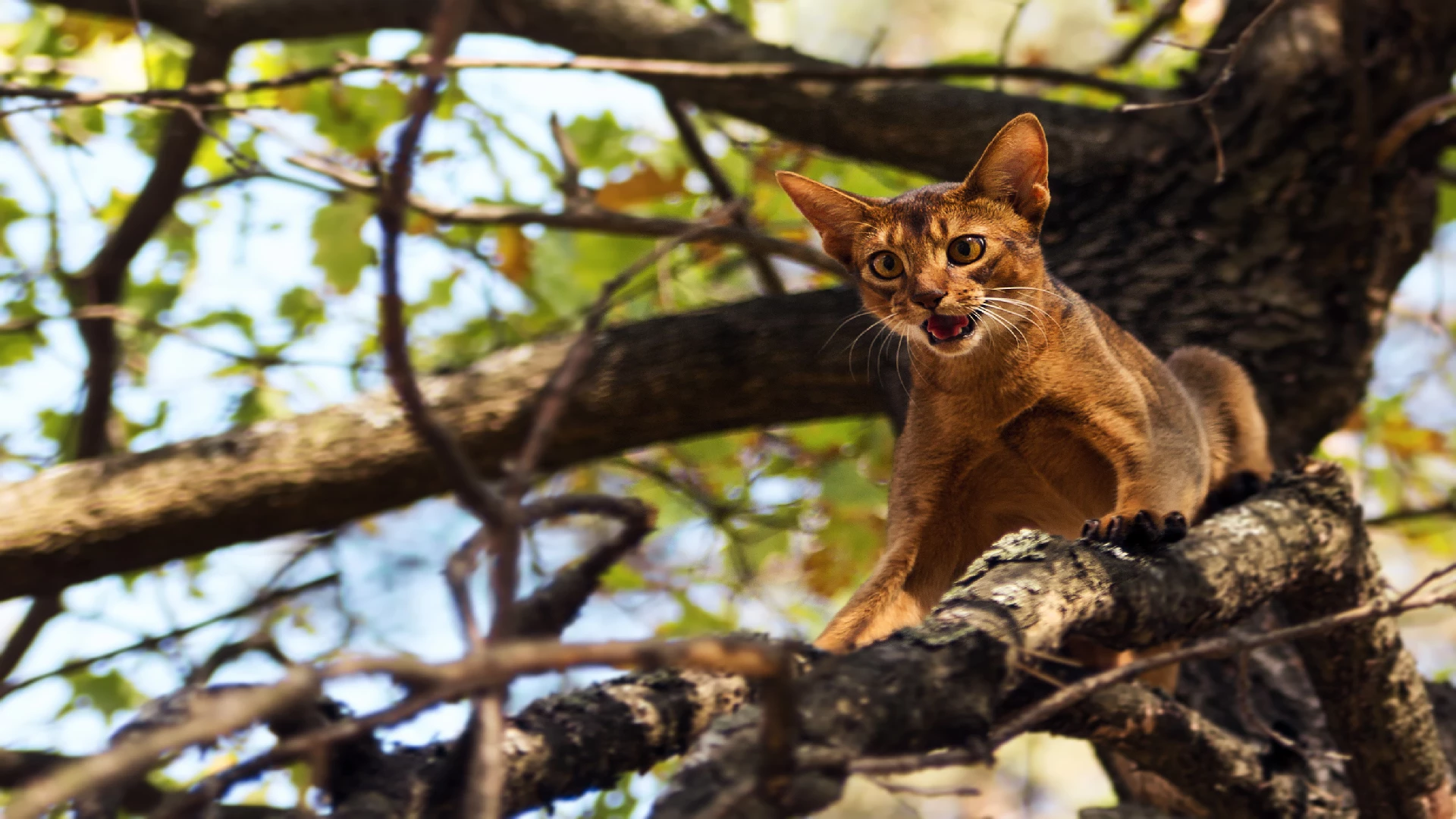 the Abyssinian cat