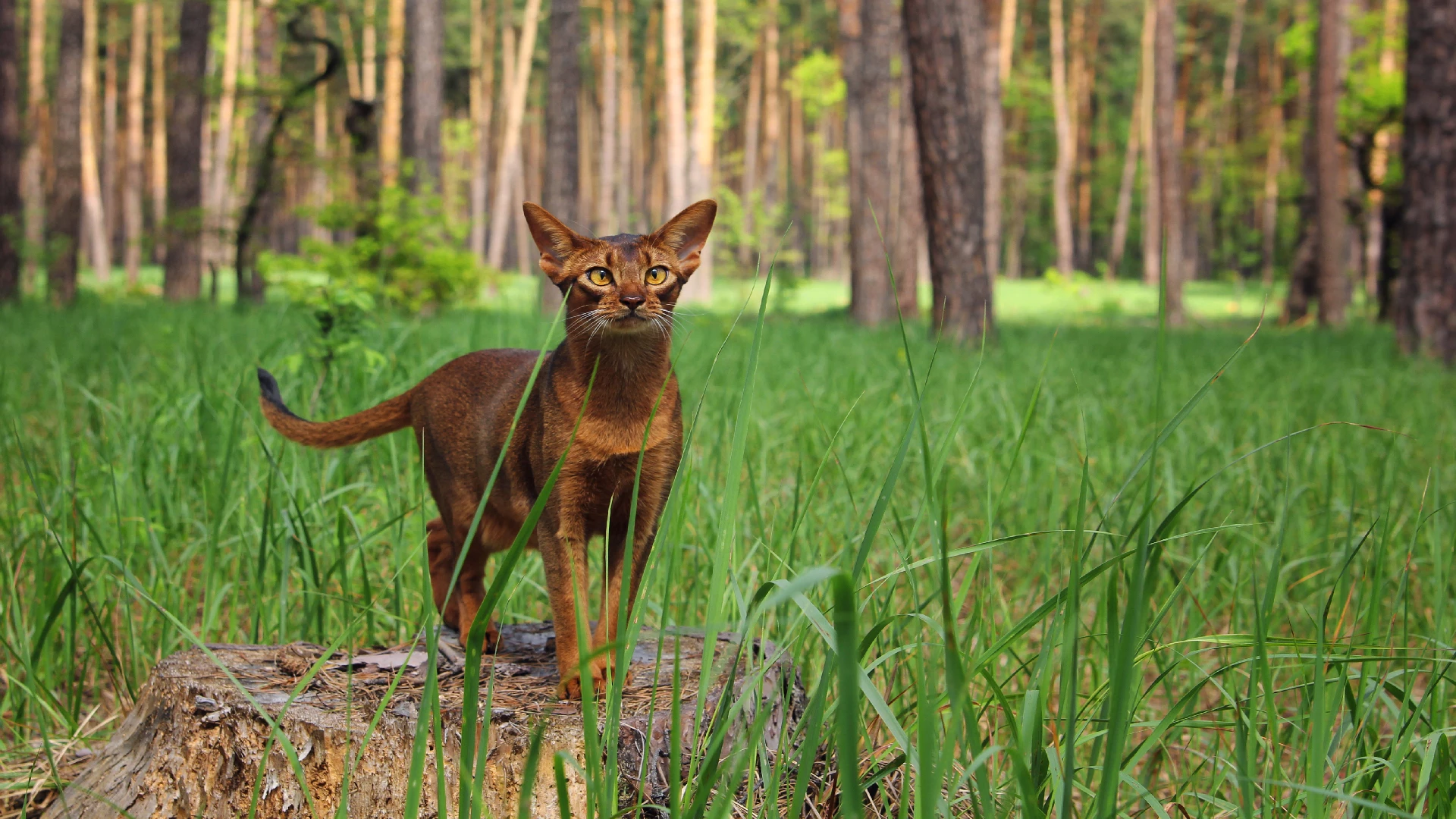 the Abyssinian cat