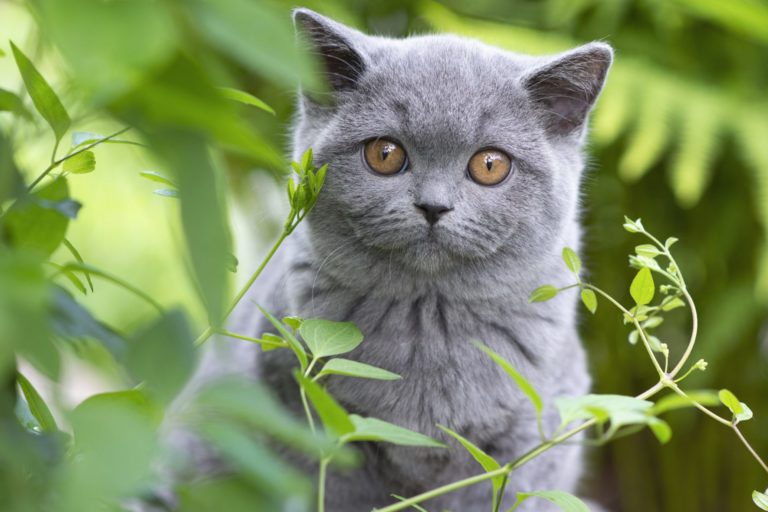 British Shorthair