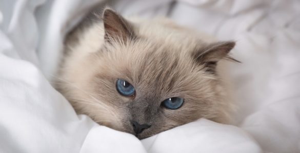 birman cat