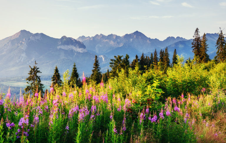 Mountainous plants